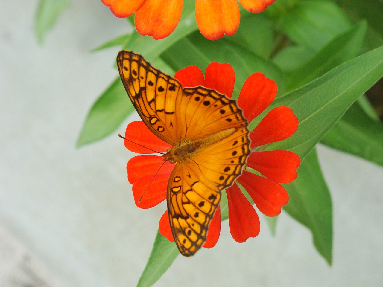 butterfly flowers butterfly flower free photo