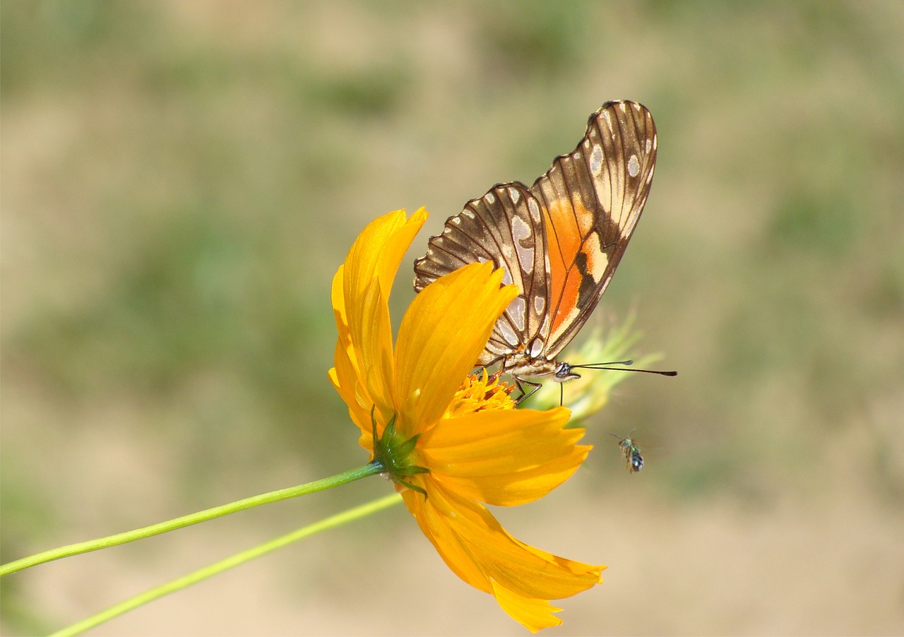 butterfly nature garden free photo