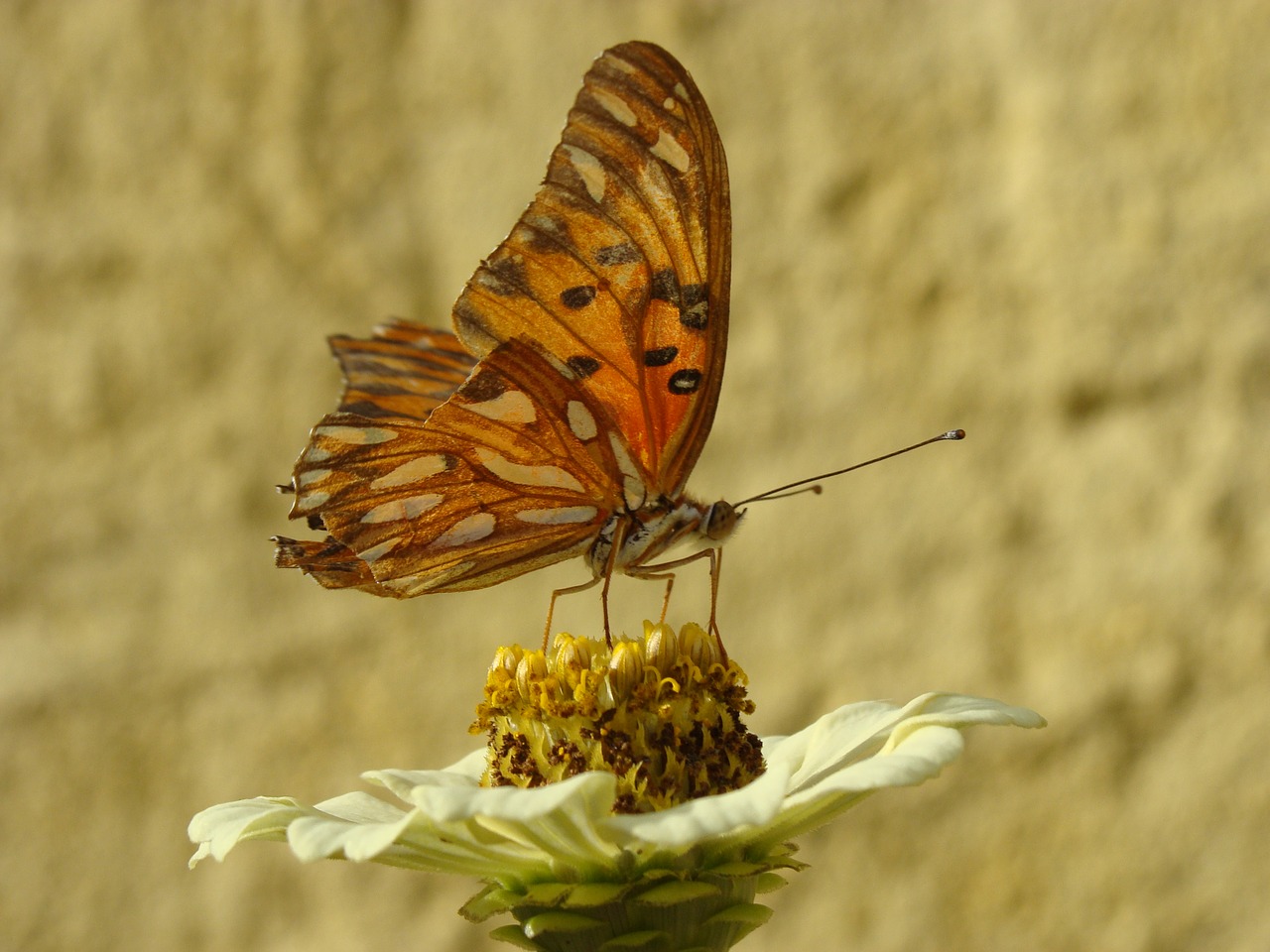 butterfly garden flowers free photo