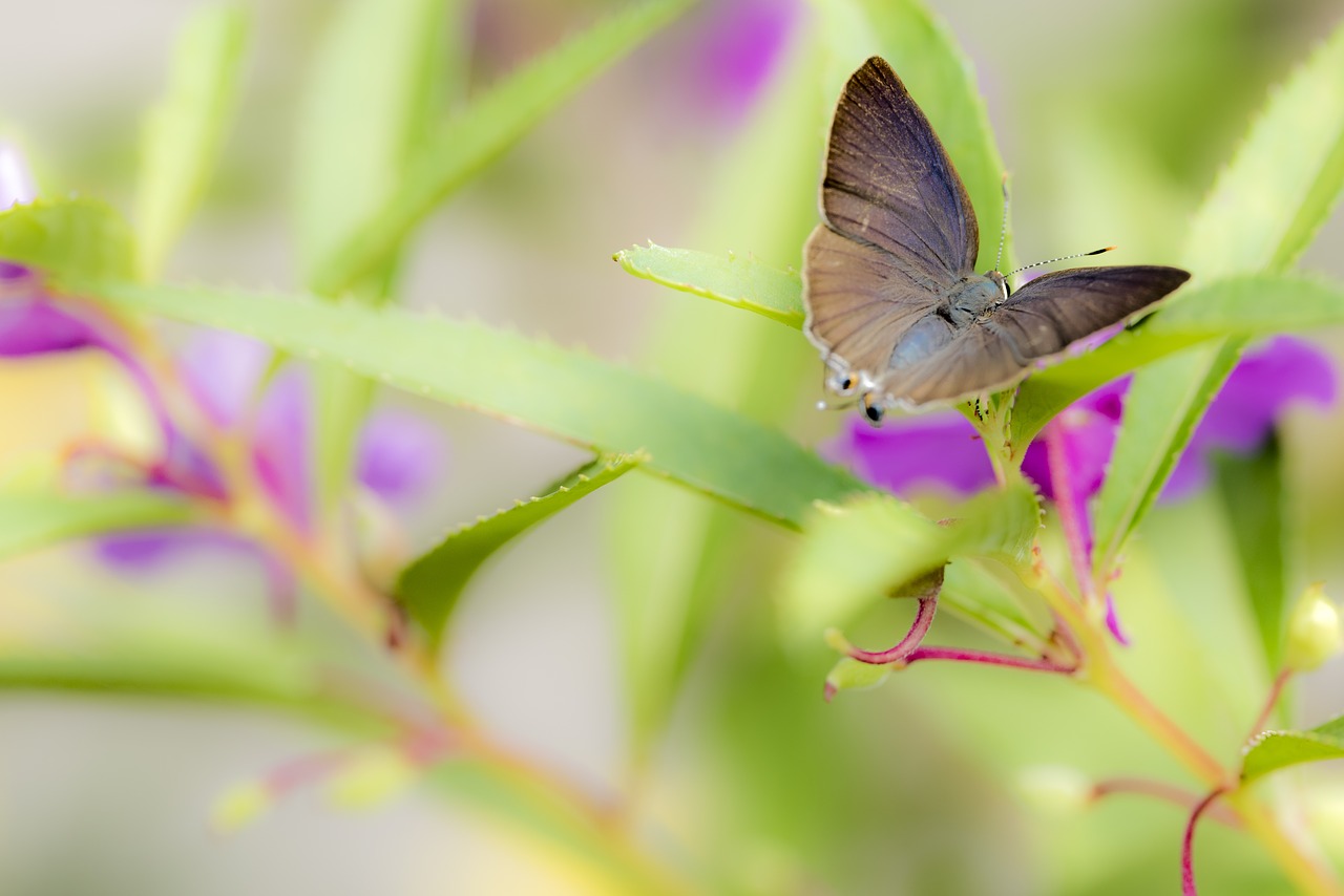 butterfly nature insect free photo