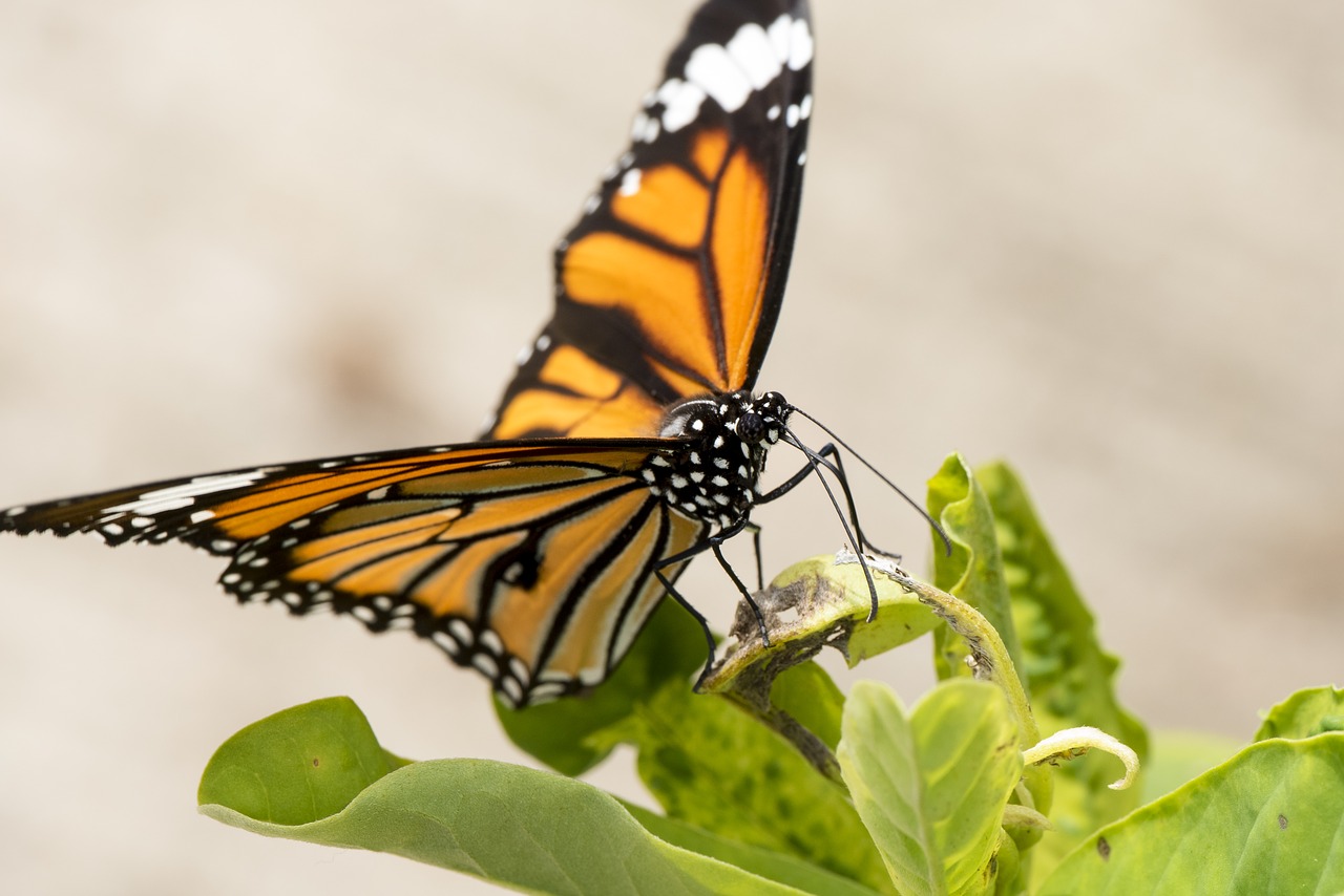 butterfly macro orange free photo