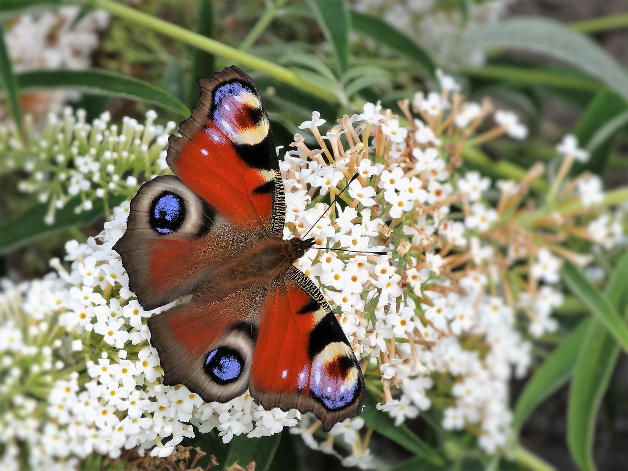 butterfly nature animal free photo