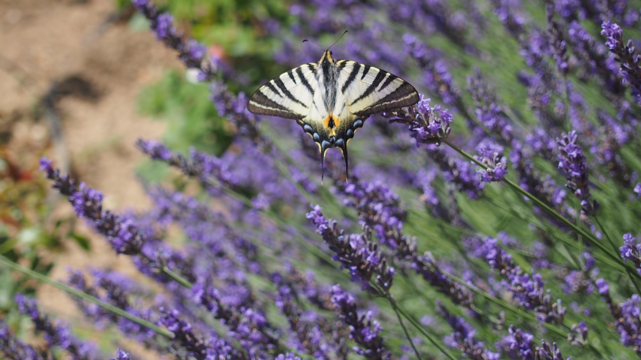 butterfly lavender nature free photo