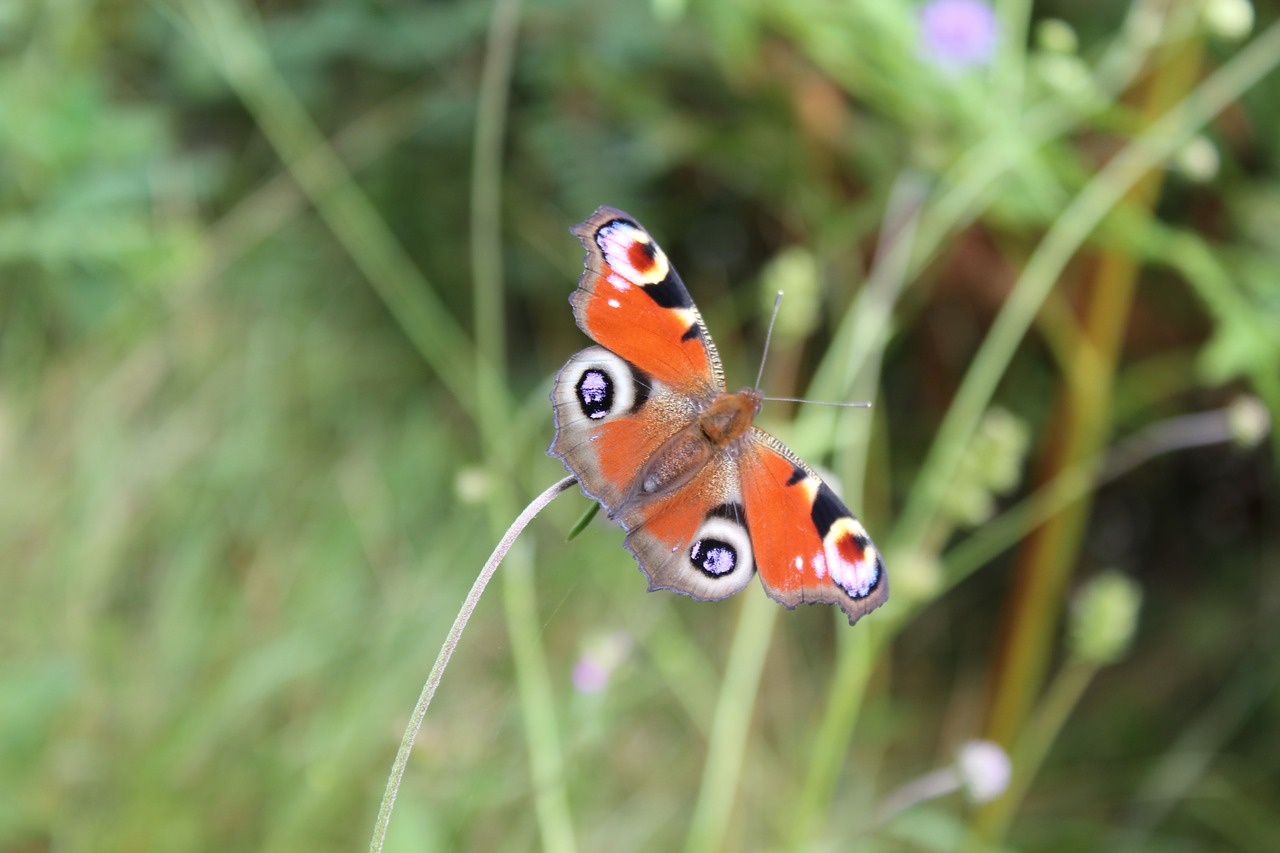 butterfly nature macro free photo