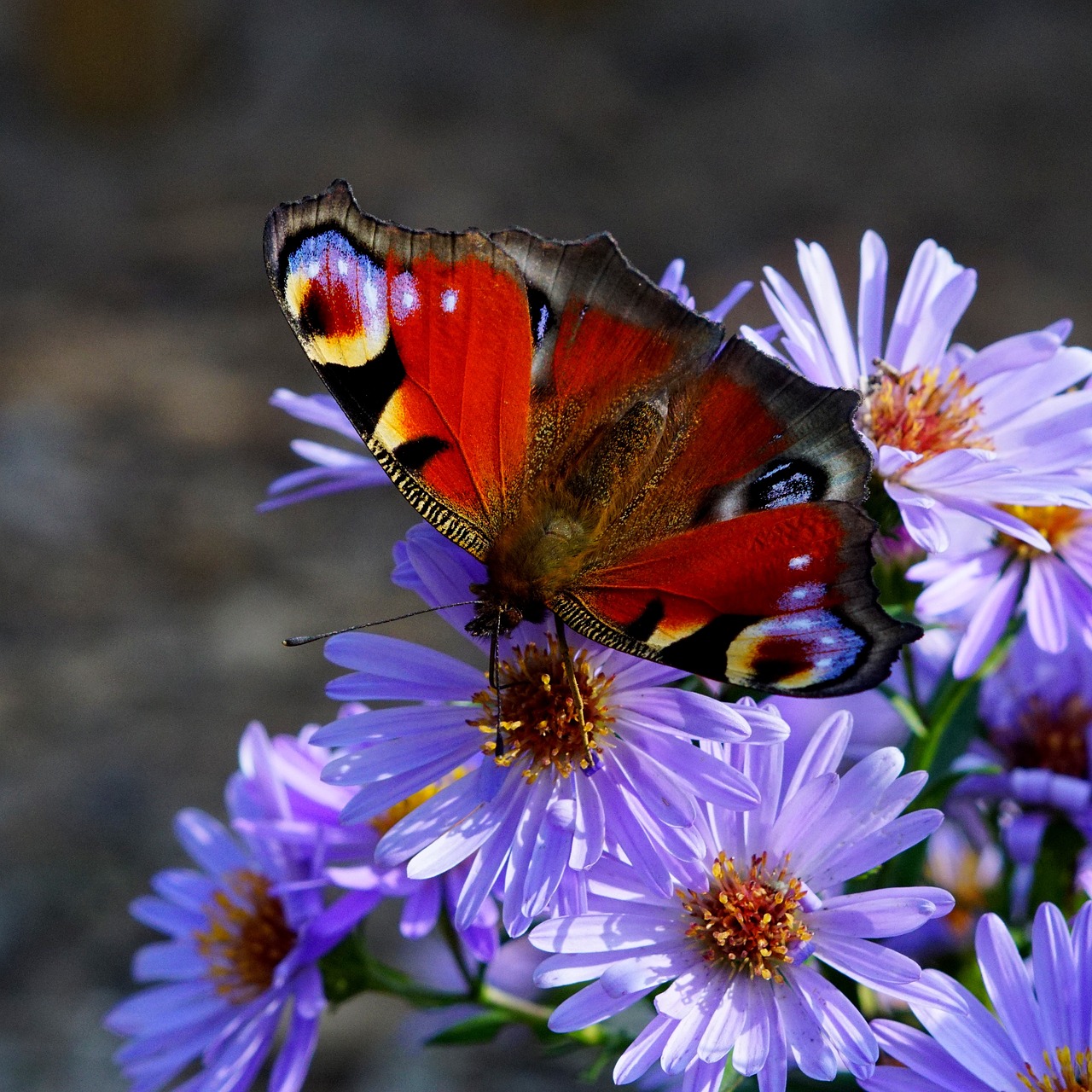 butterfly flower nature free photo