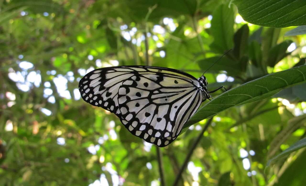 butterfly paper kite rice paper free photo