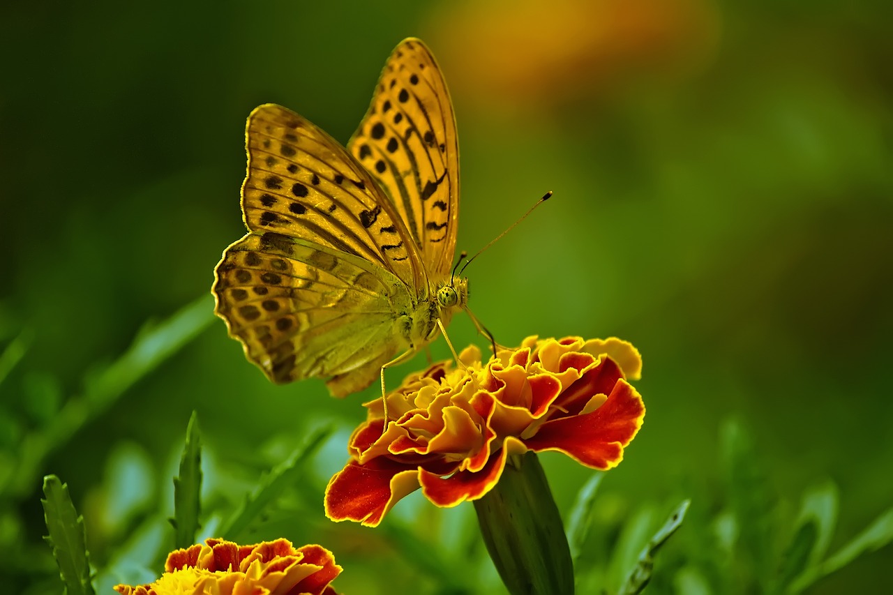 butterfly nature flower free photo