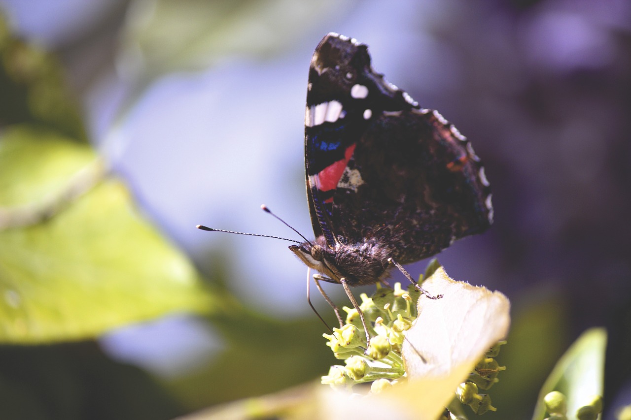 butterfly close-up insect free photo