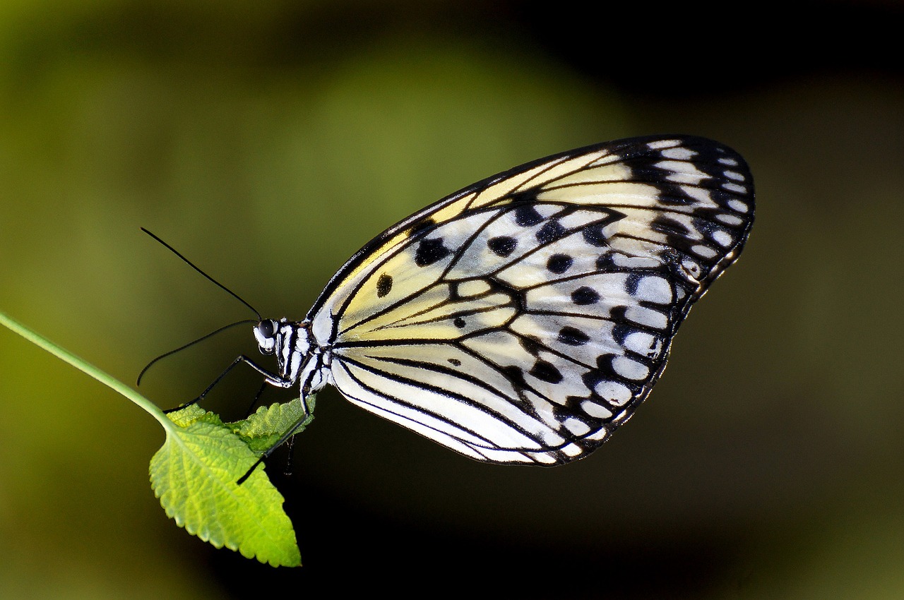 butterfly paper kite macro free photo