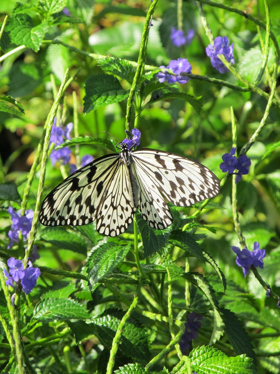 butterfly paper kite macro free photo