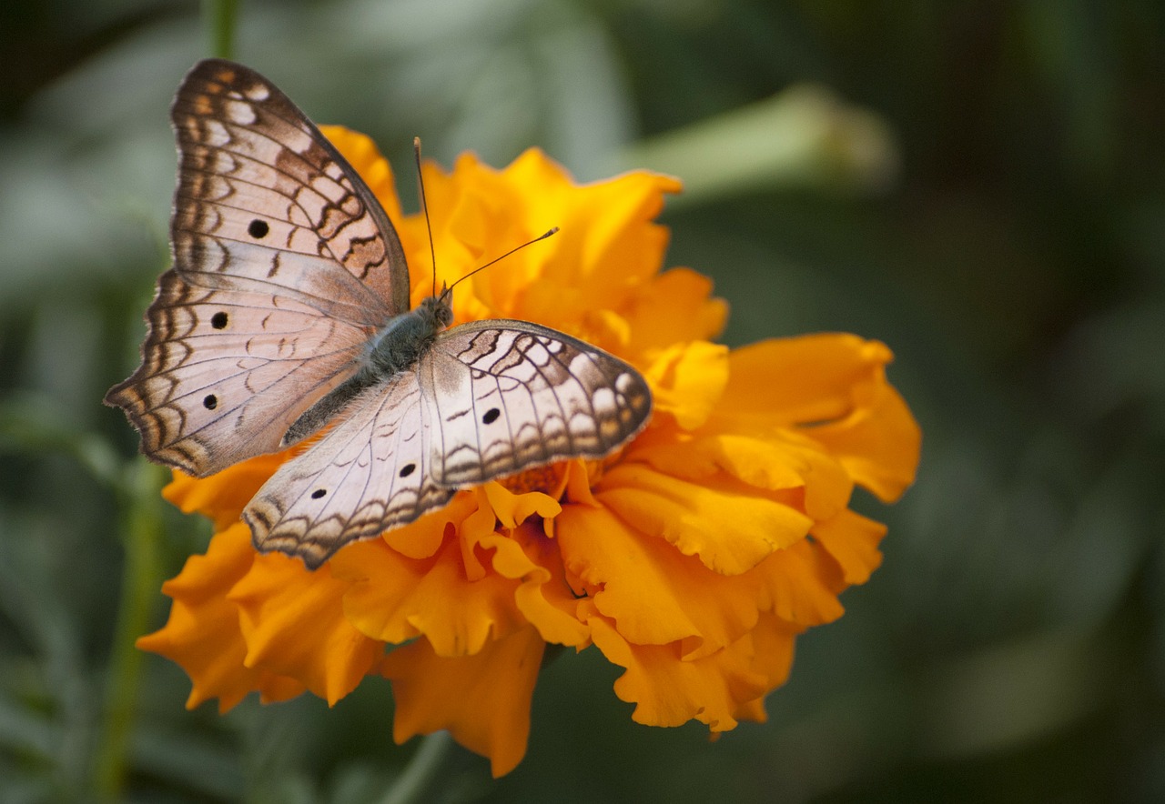 butterfly garden insects free photo