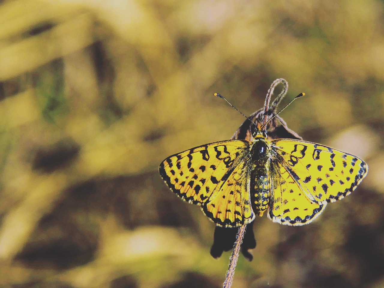 butterfly insect macro free photo