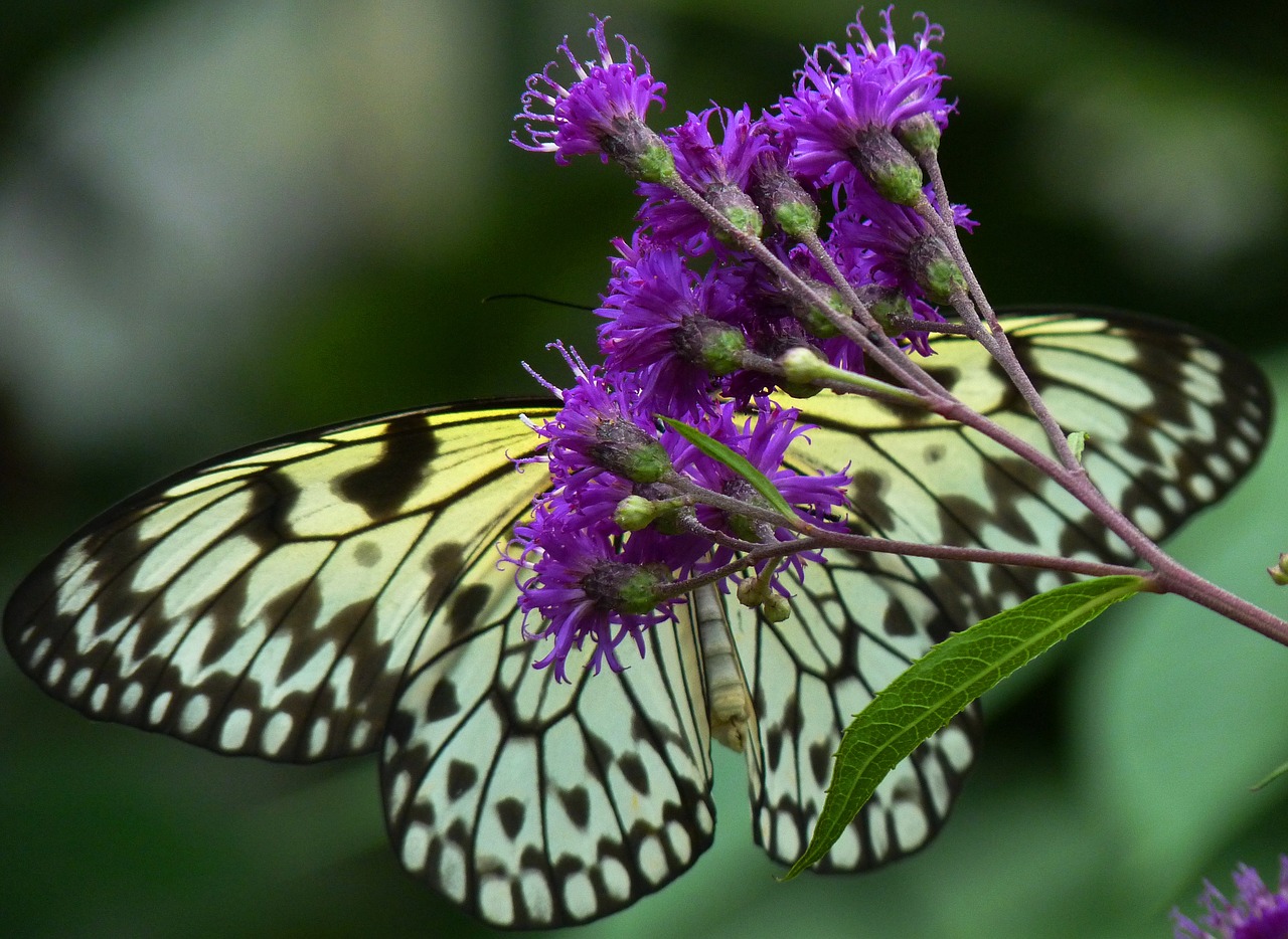 butterfly bug flower free photo