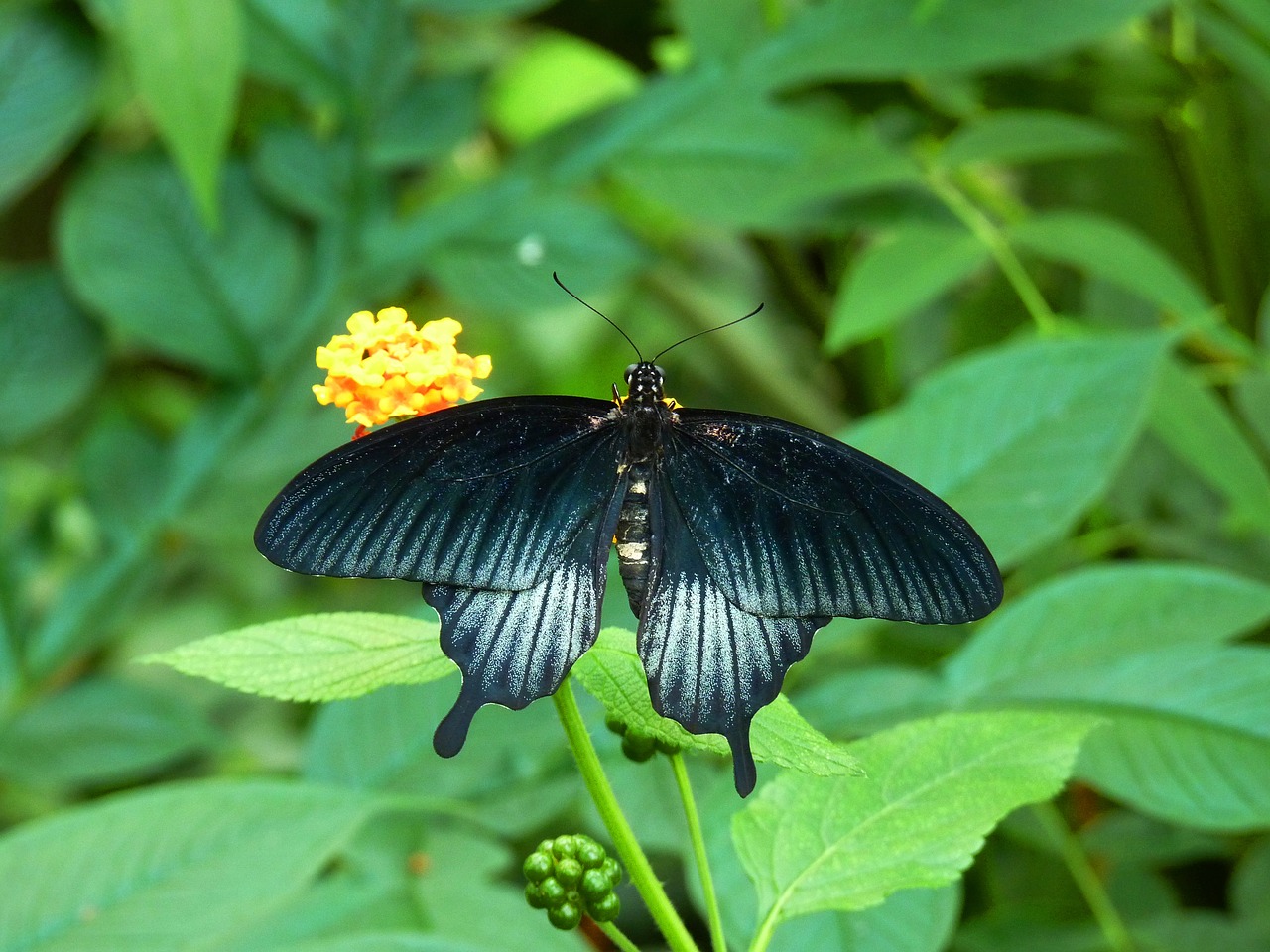 butterfly bug flower free photo