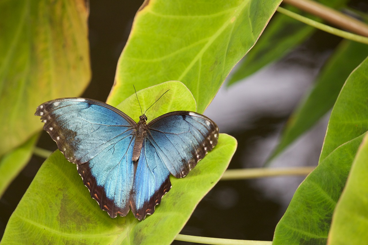 butterfly insect leaves free photo