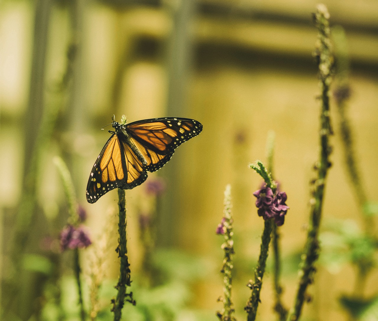 butterfly flowers insect free photo