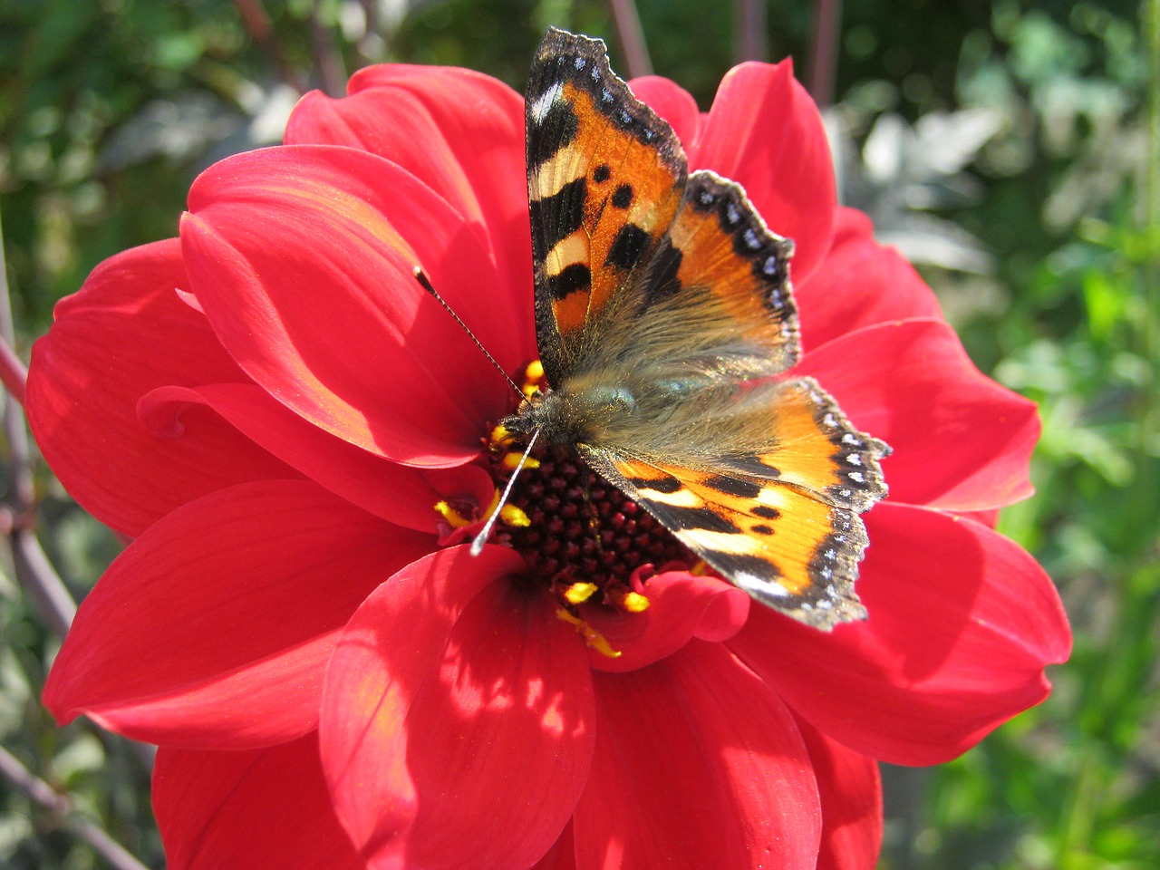 butterfly flower garden free photo