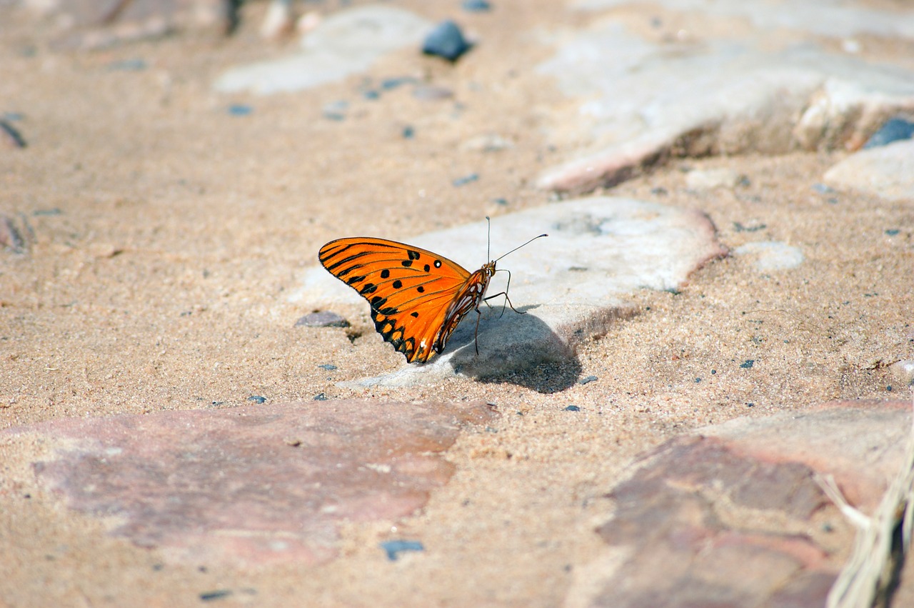 butterfly road stones free photo