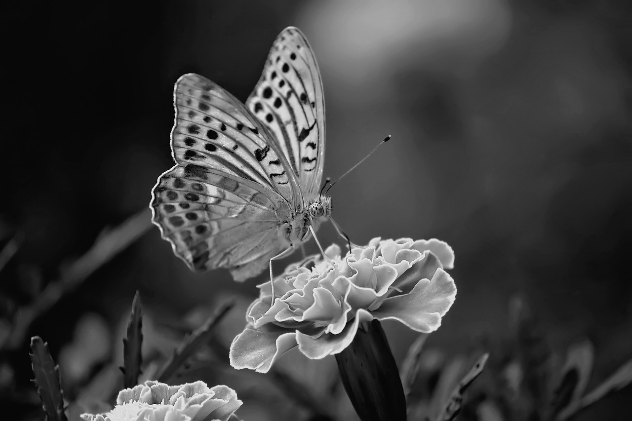 butterfly black and white insect free photo