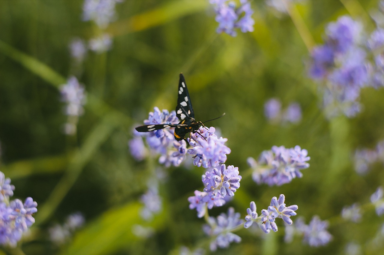 butterfly flowers grass free photo