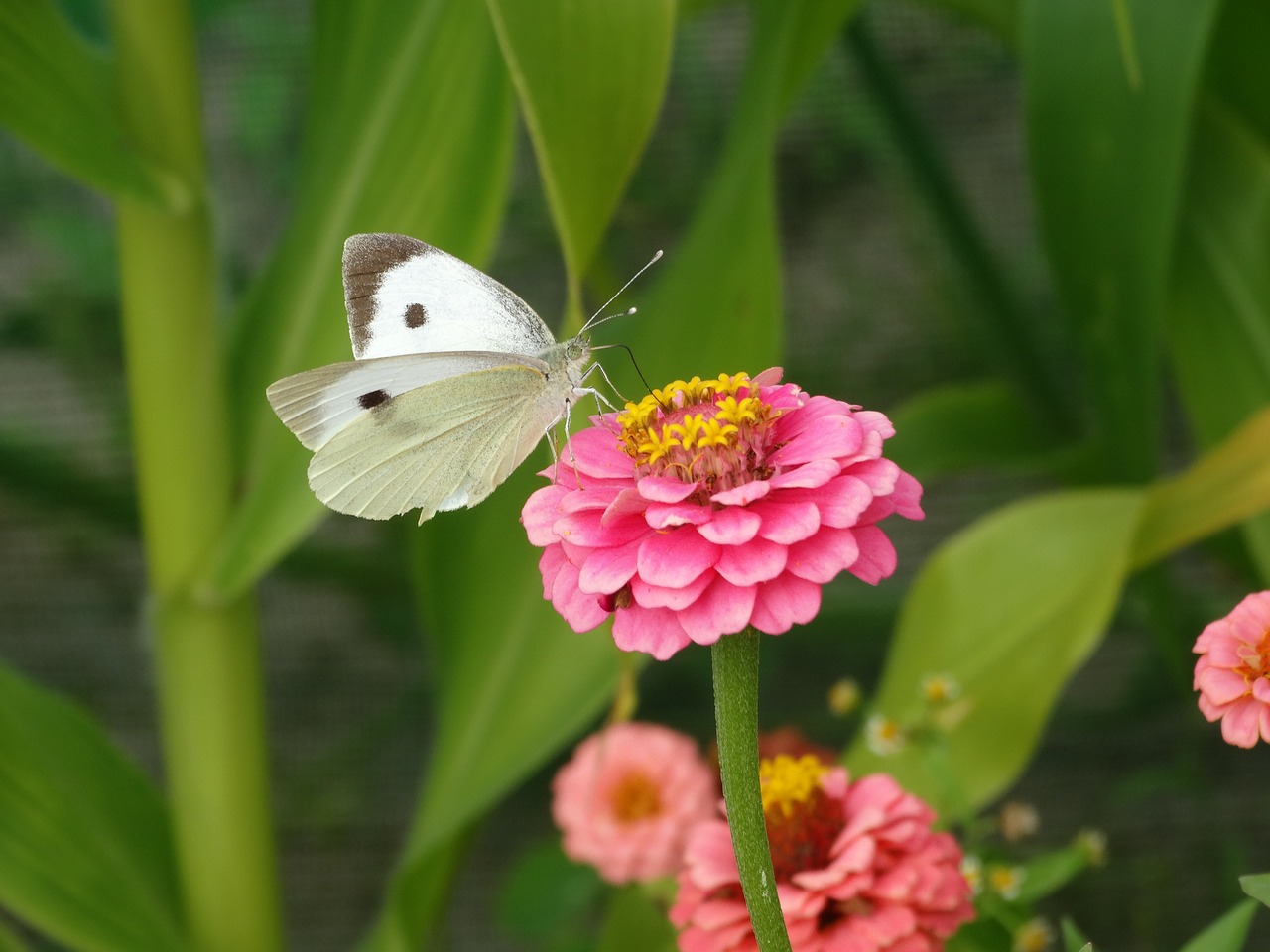 butterfly flower green free photo