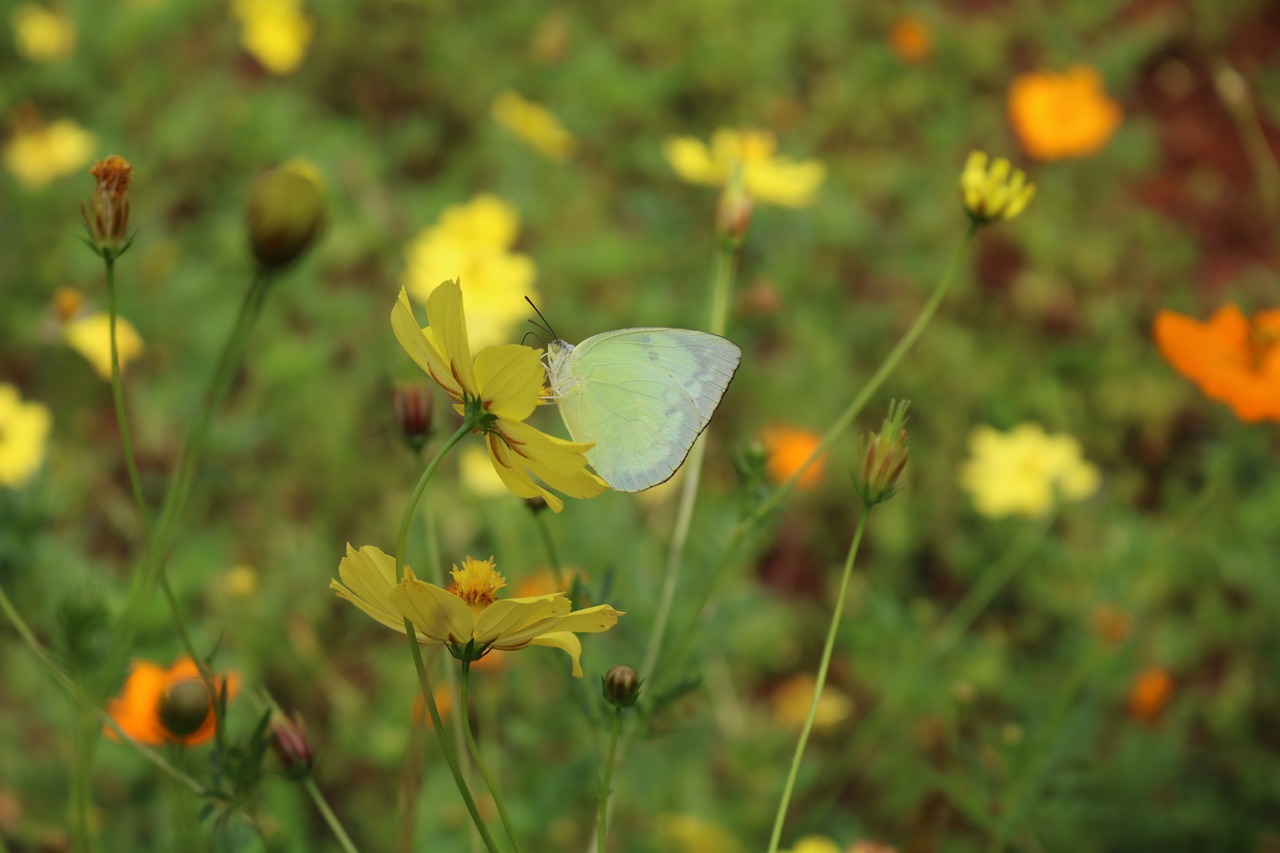 butterfly white butterfly chrysanthemum free photo