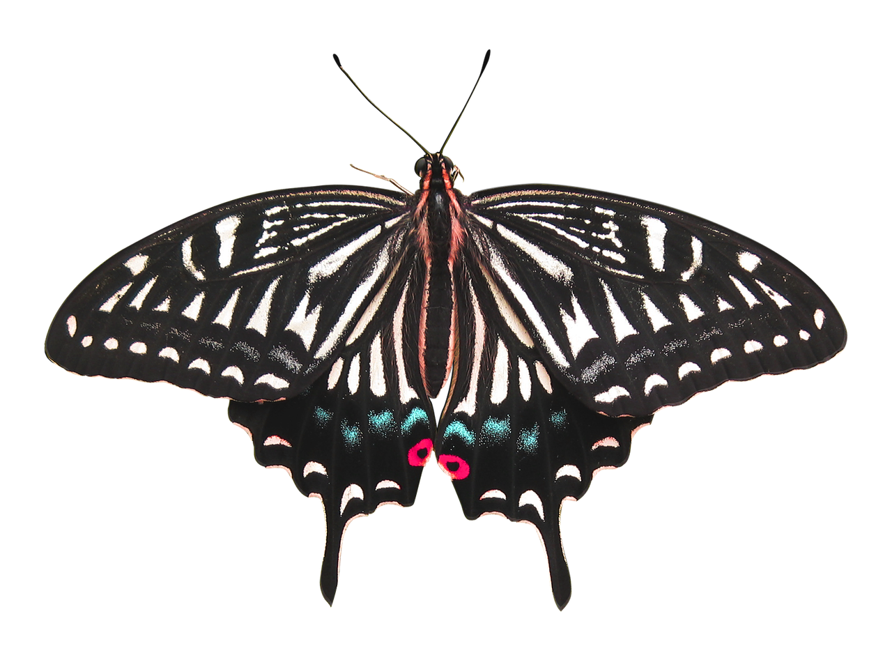 butterfly butterfly isolated isolated butterfly free photo
