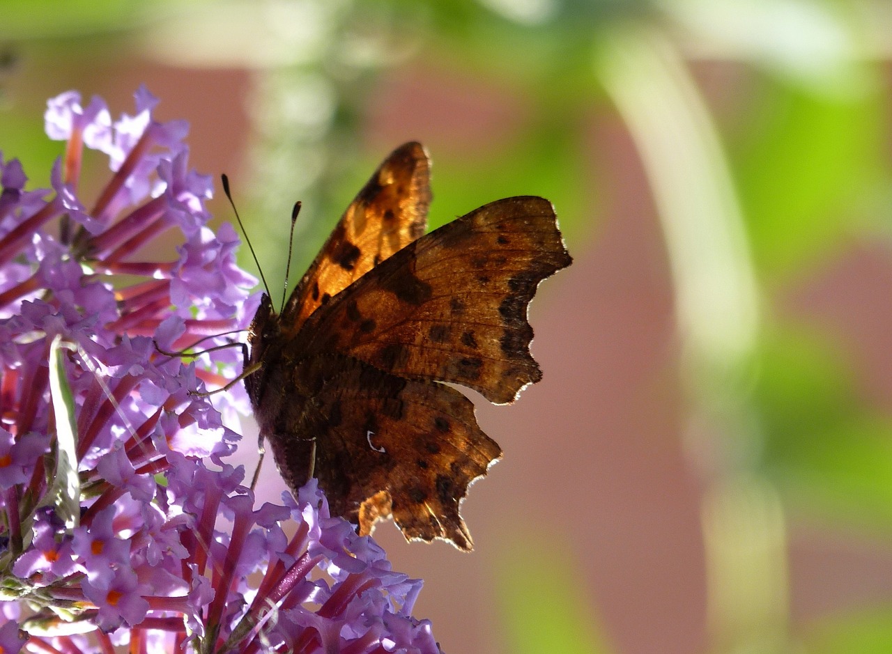 butterfly flowers nature free photo