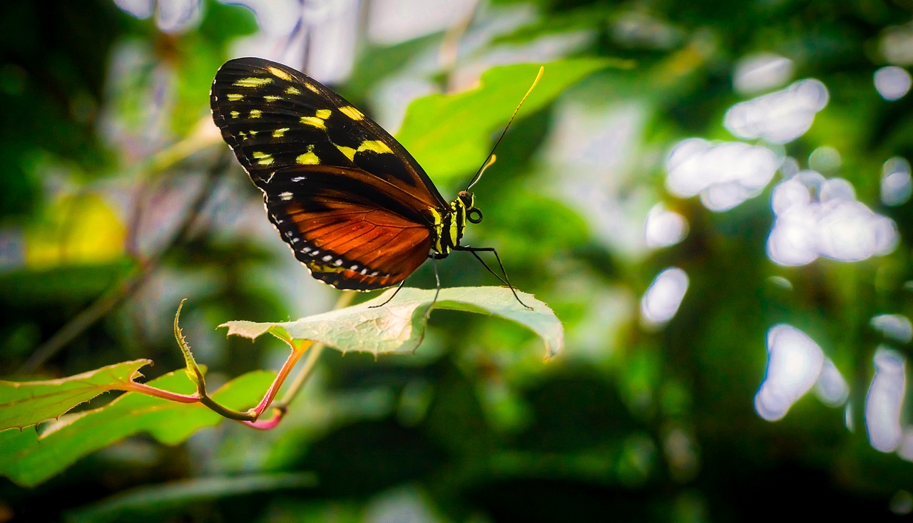 butterfly insect colors free photo