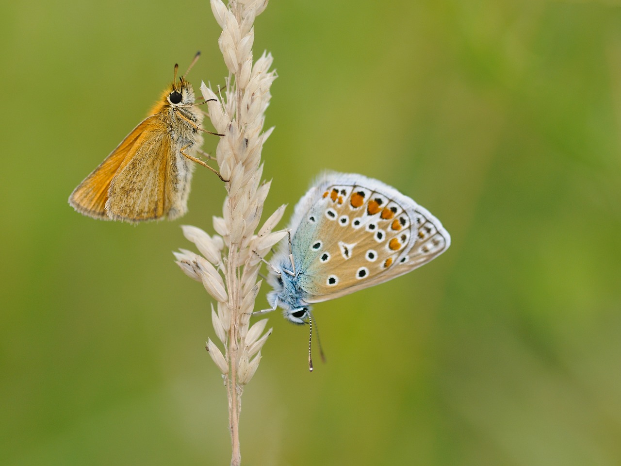 butterfly insect macro free photo