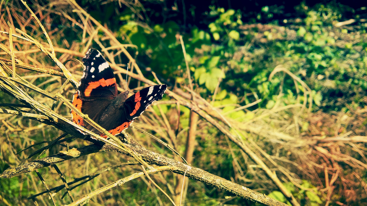 butterfly green nature free photo