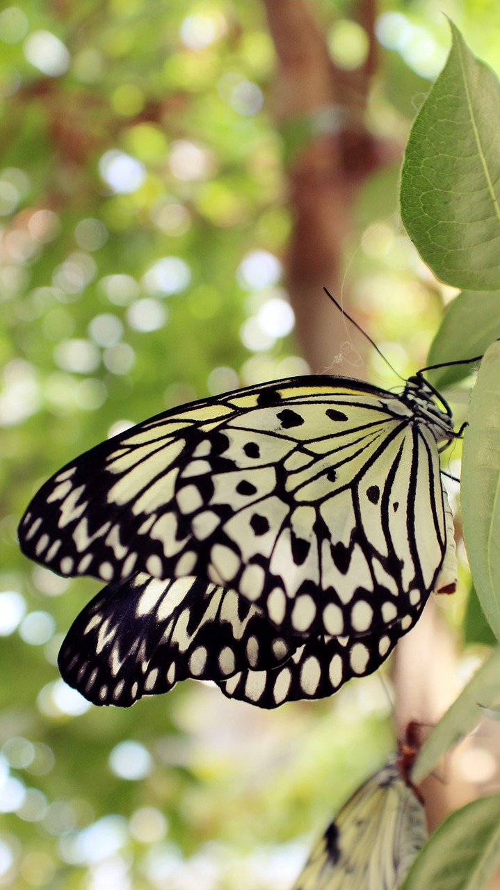 butterfly animals nature free photo