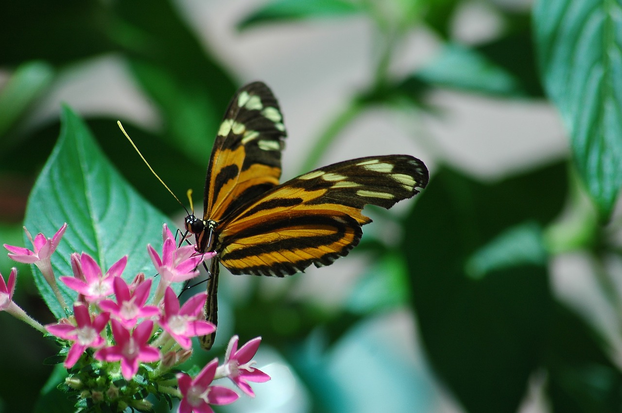 butterfly beauty insect free photo