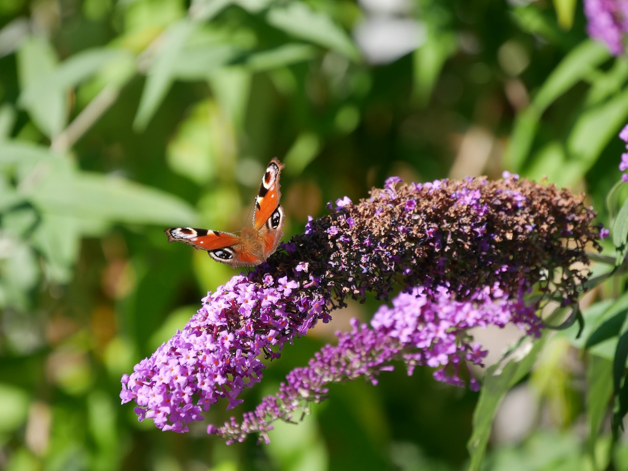 butterfly lilac insect free photo