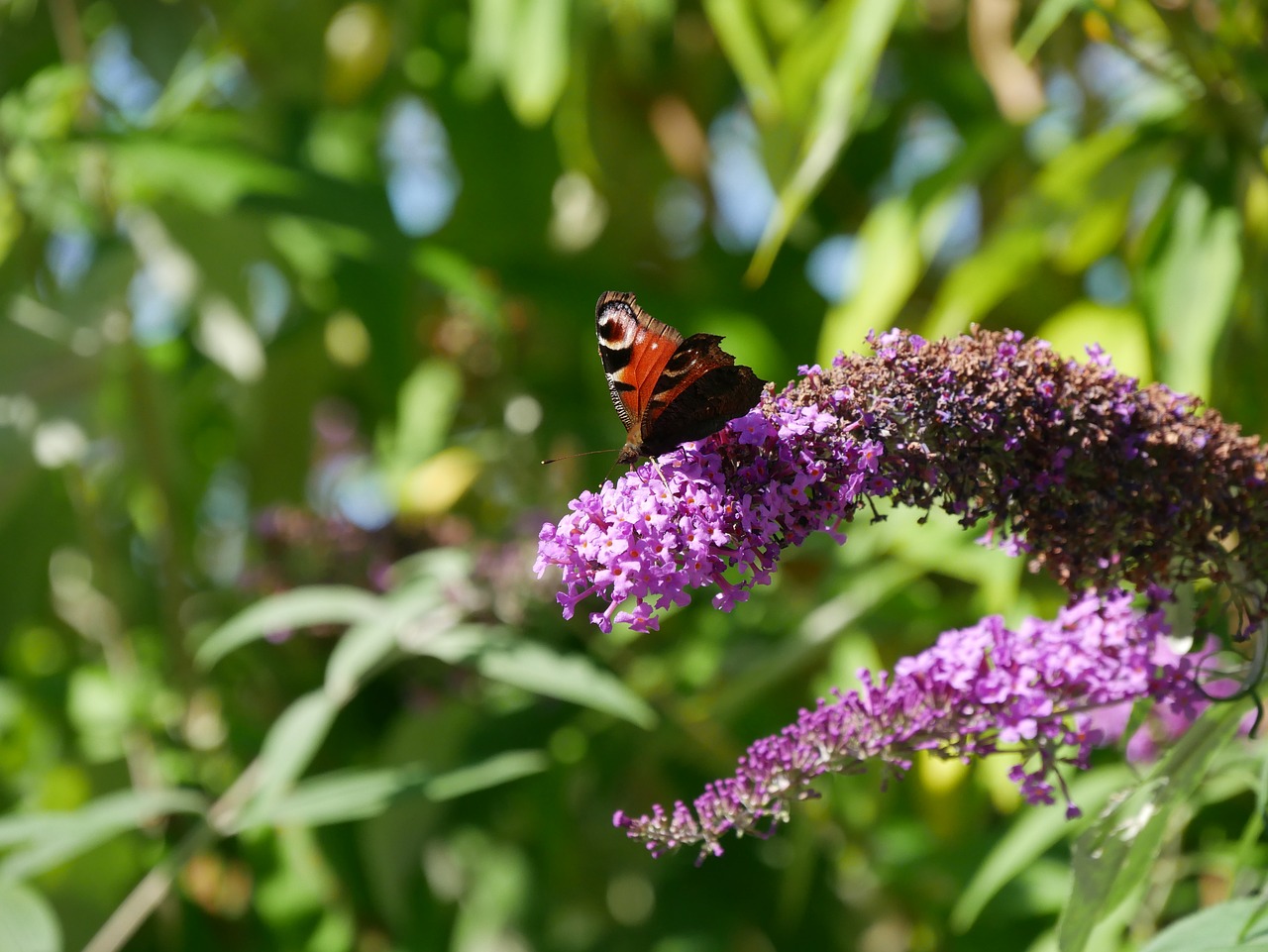 butterfly lilac insect free photo