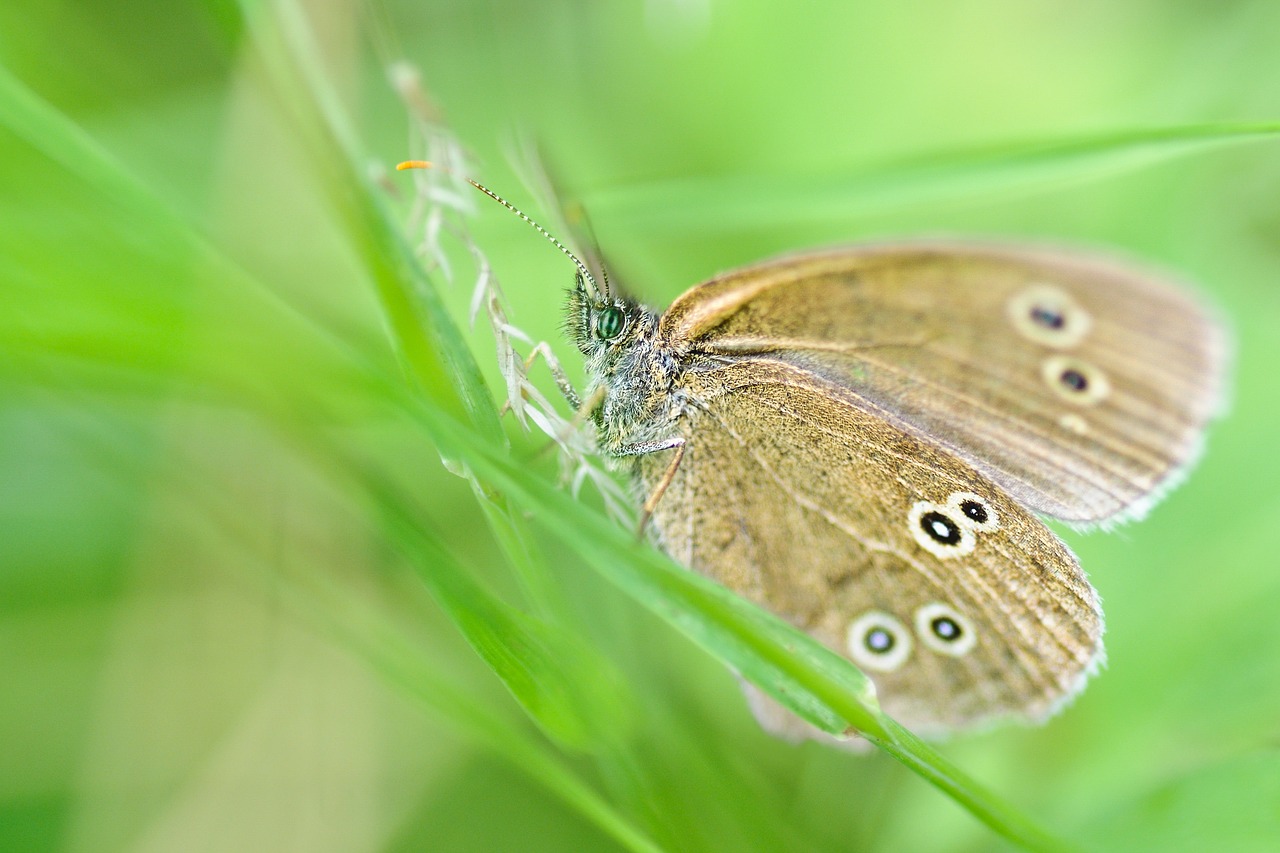 butterfly insect macro free photo