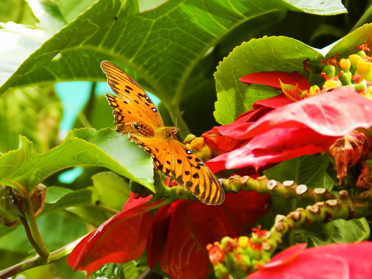 butterfly flower garden free photo