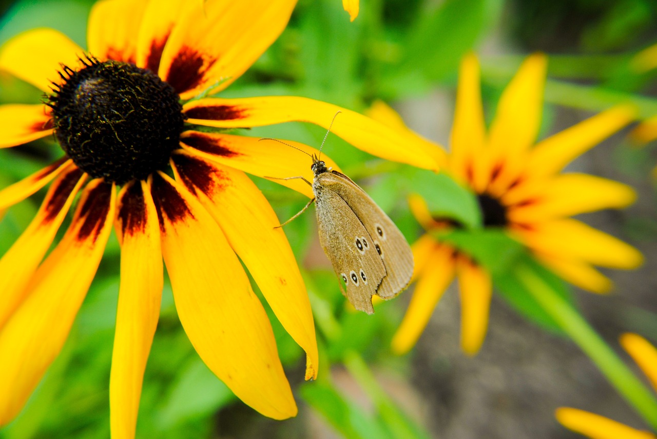 butterfly flowers summer free photo