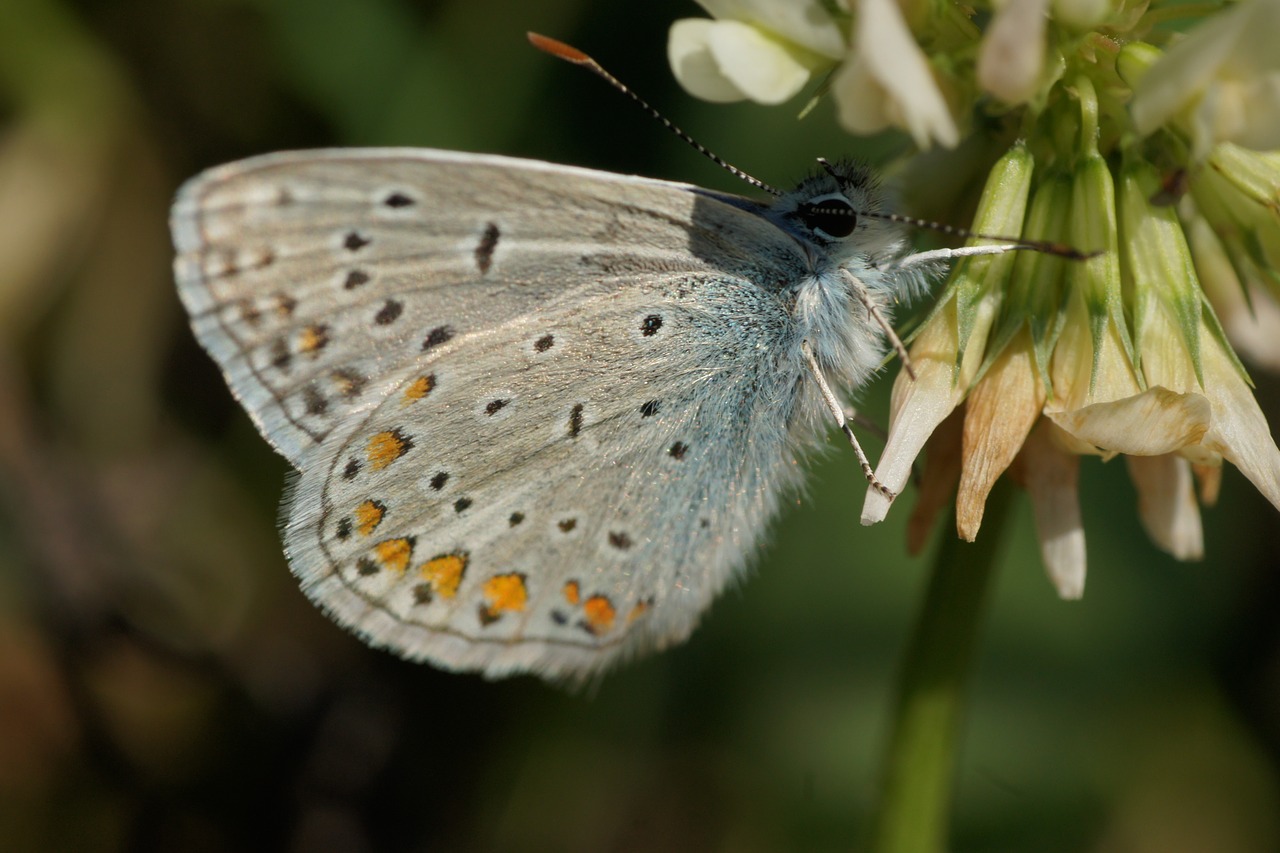 butterfly insect wing free photo