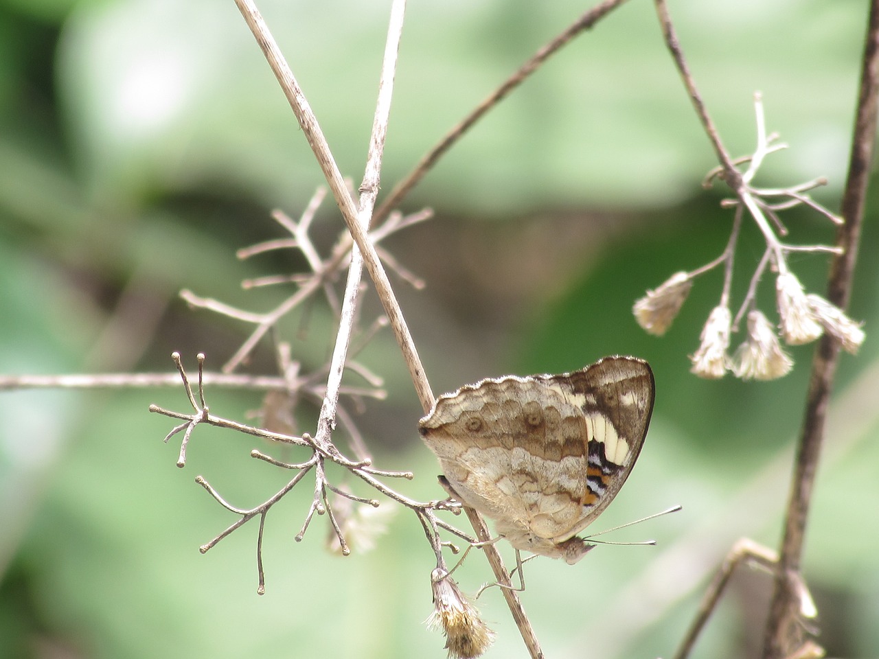 butterfly beautiful wild free photo