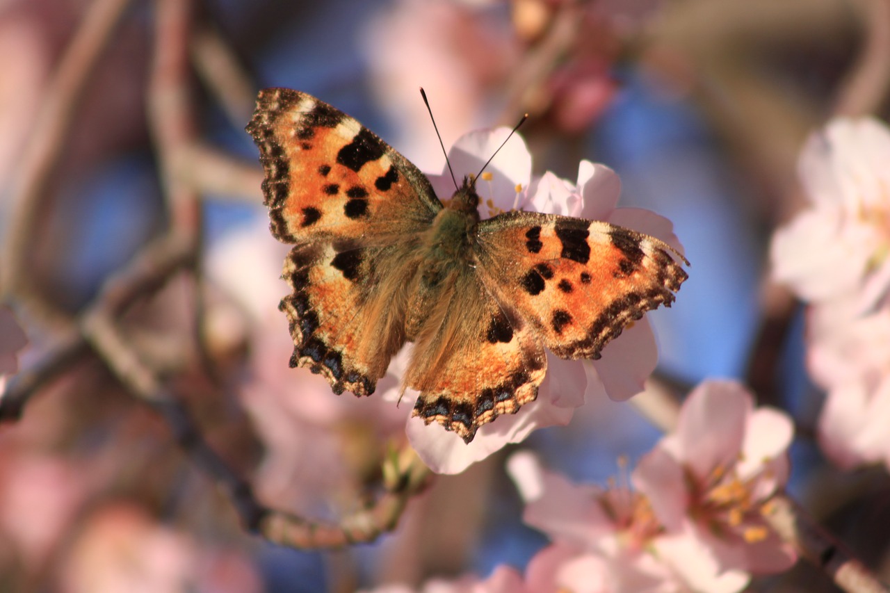 butterfly spring flower free photo