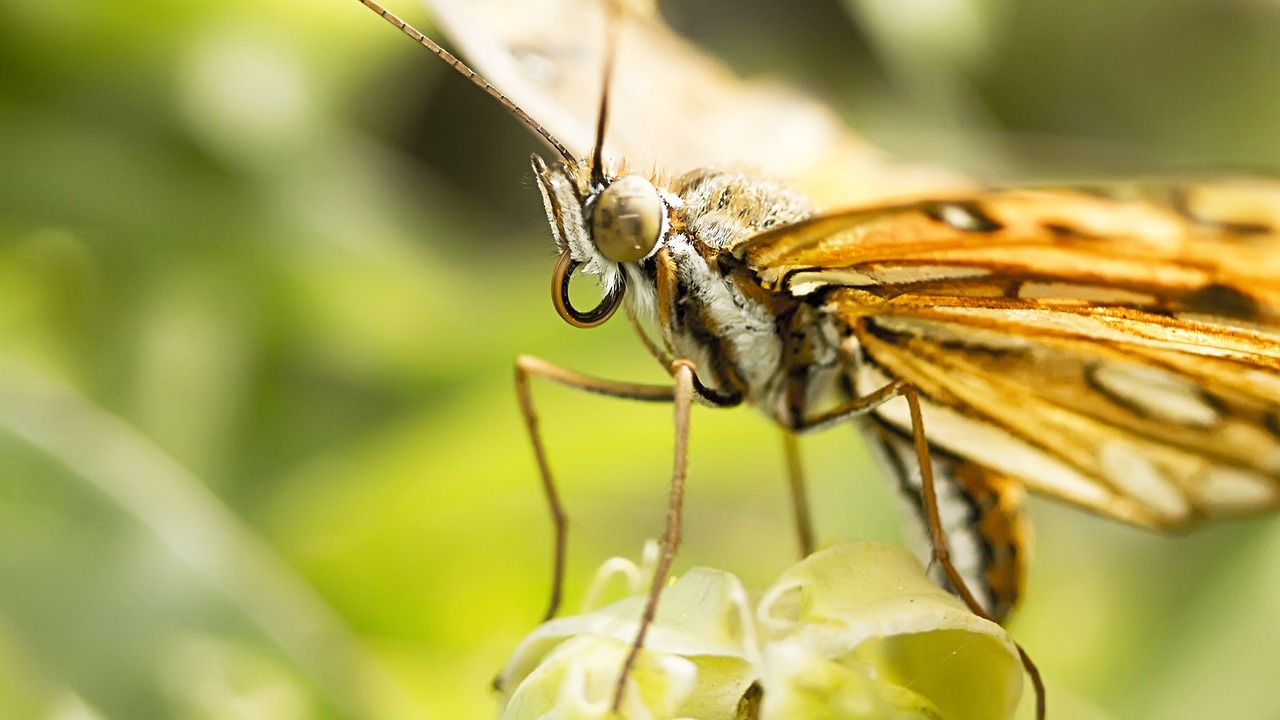 butterfly macro insect free photo