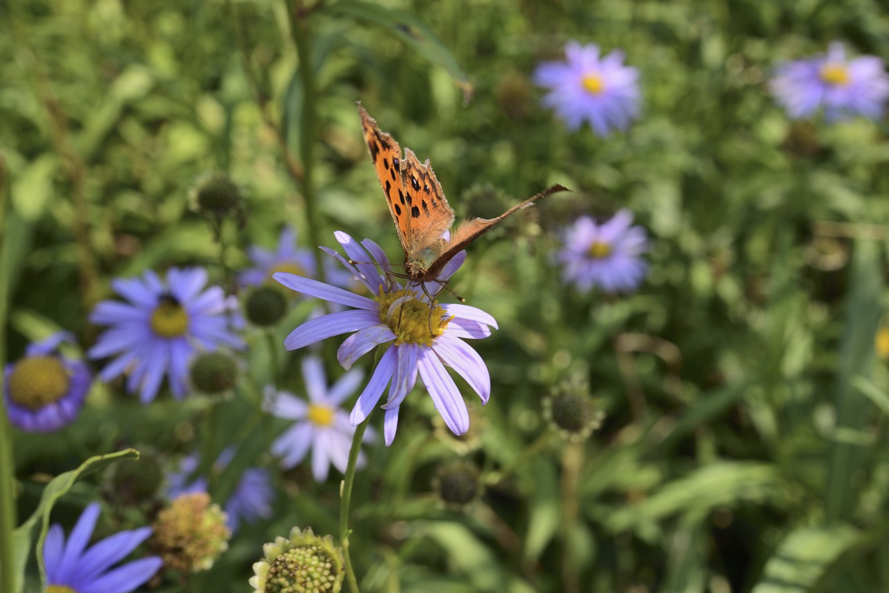 butterfly insects flowers free photo