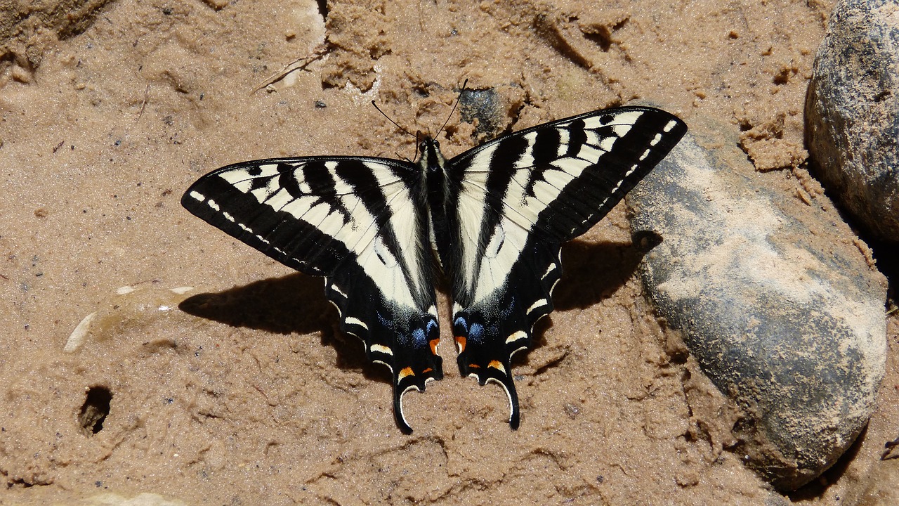 butterfly insect nature free photo