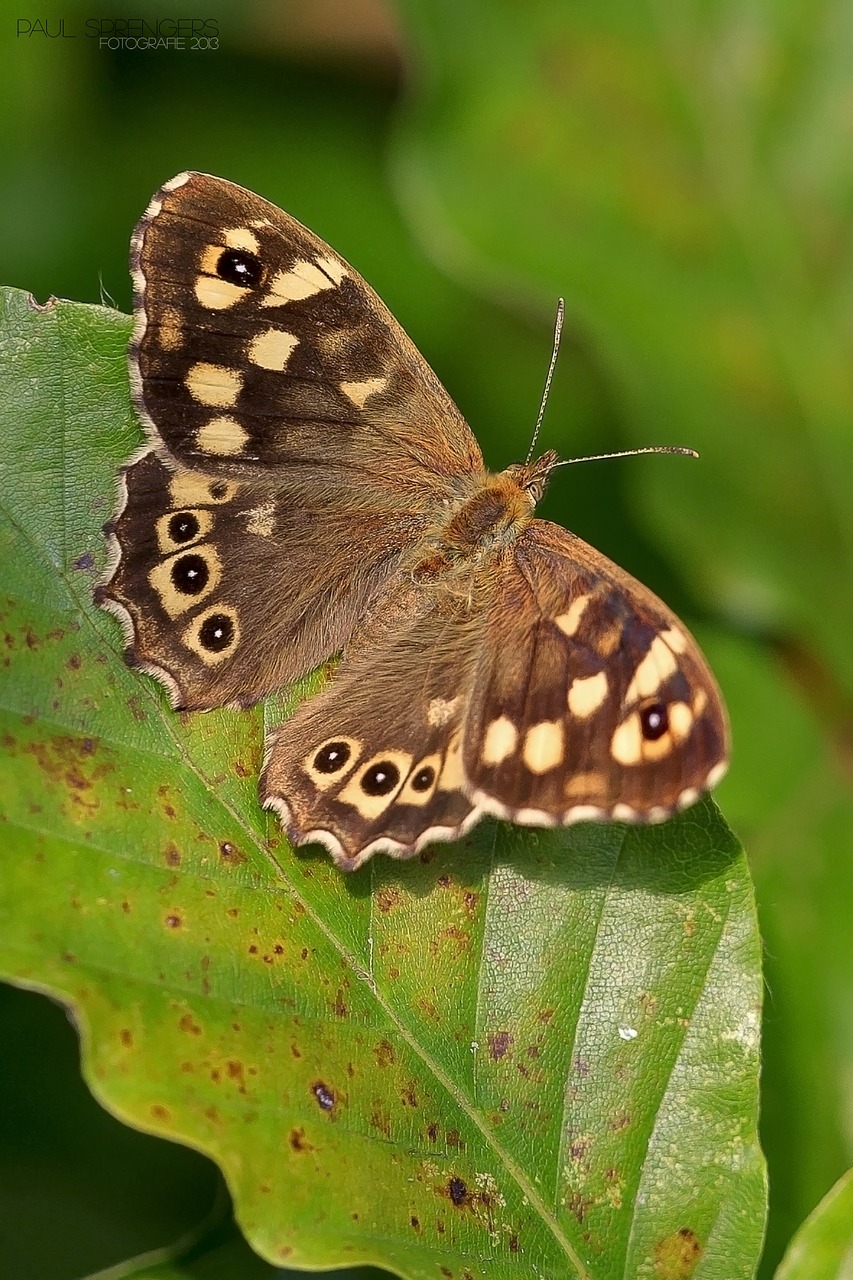 butterfly bug insects free photo