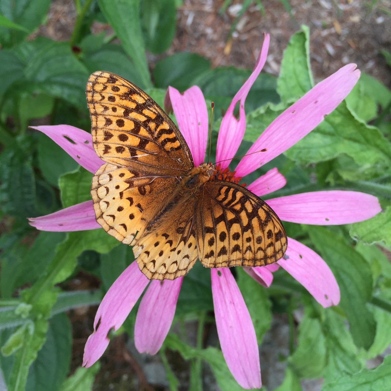 butterfly flower coneflower free photo