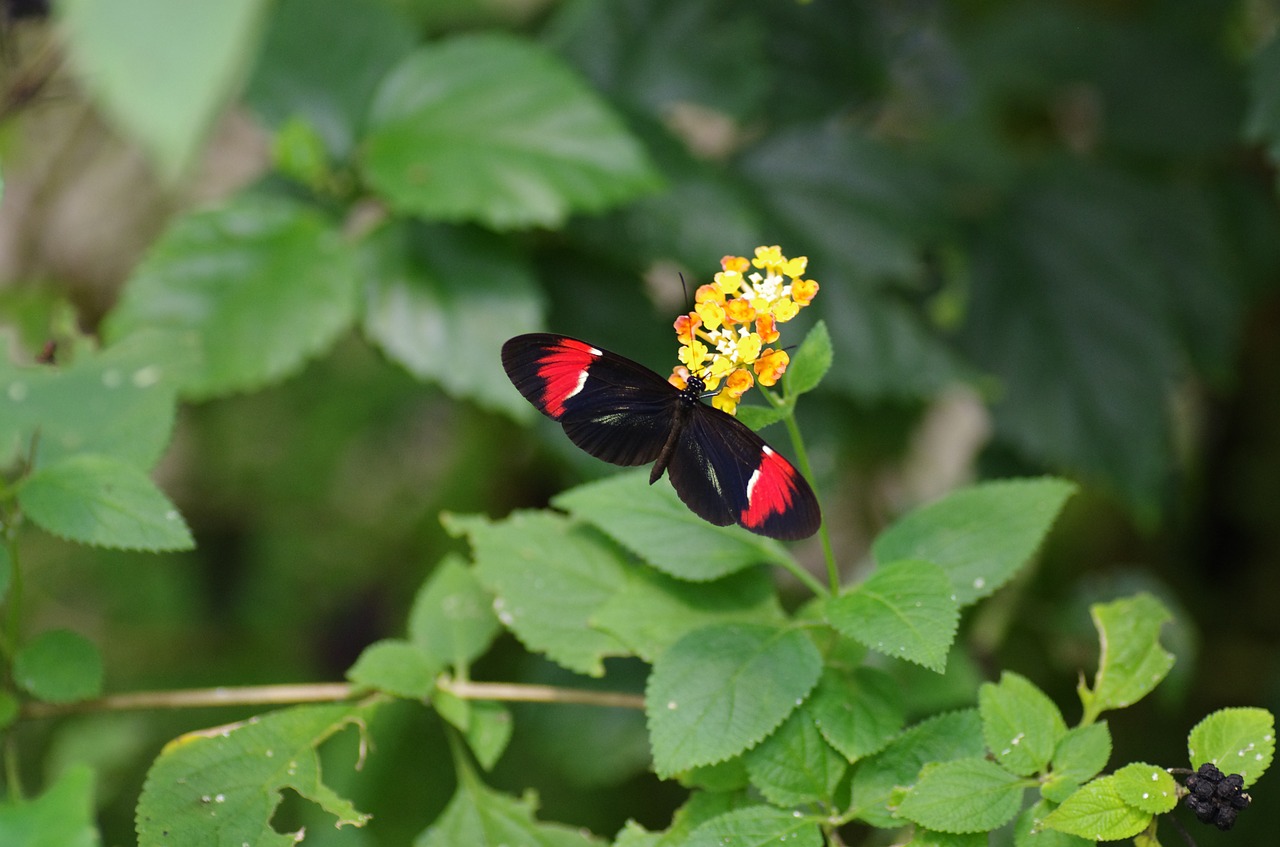 butterfly zoo nature free photo