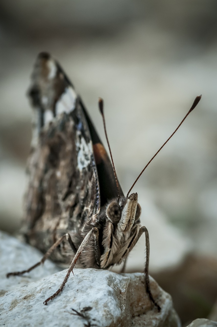 butterfly nature insect free photo