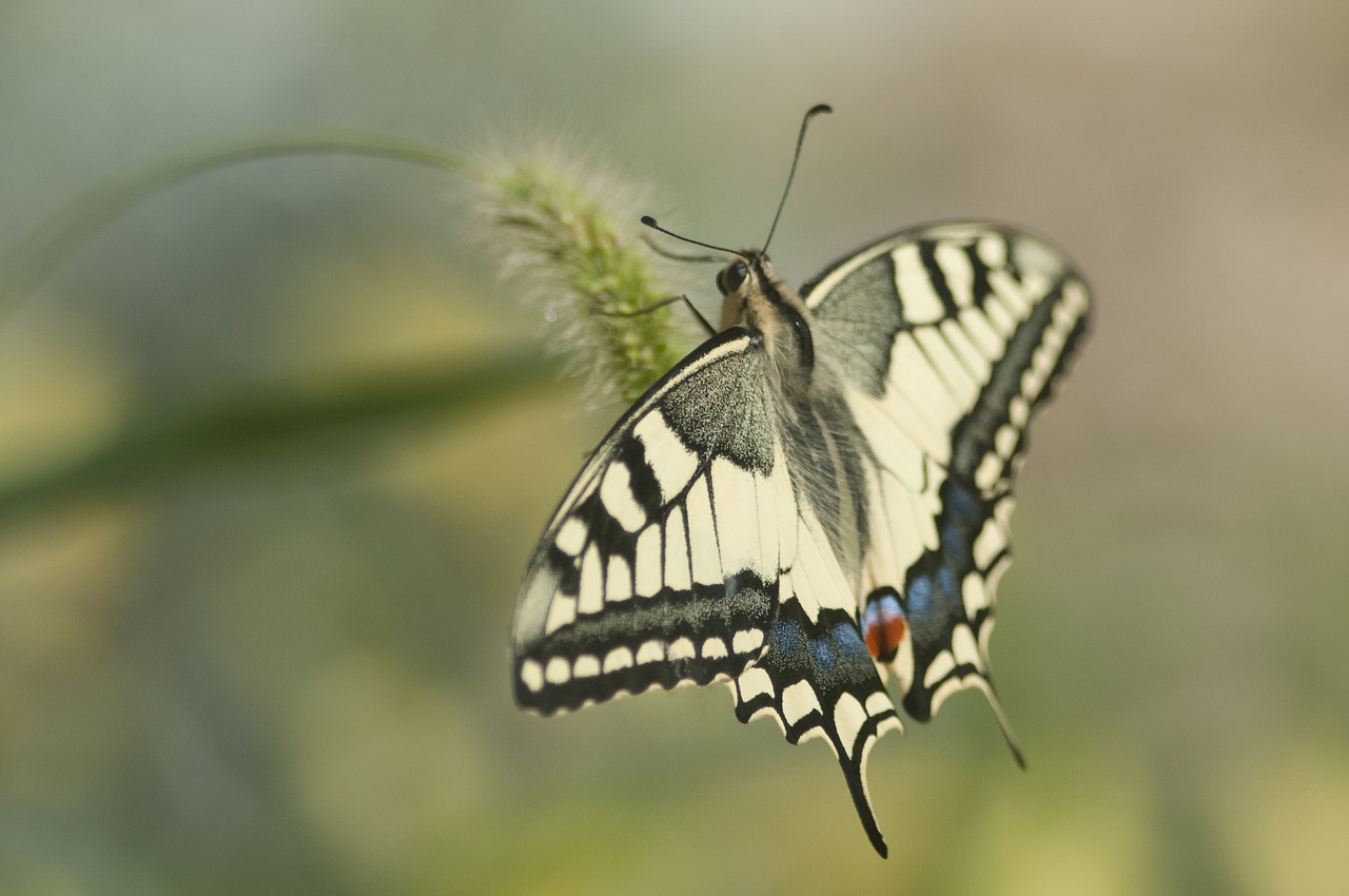 butterfly nature insect free photo