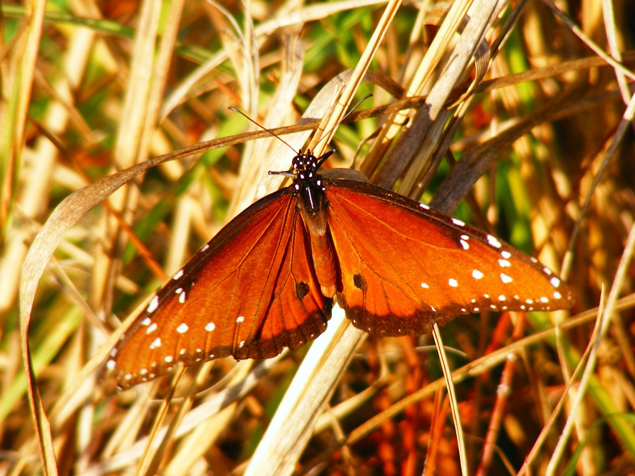 butterfly insects animal free photo